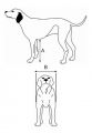 come rilevare le misure del pet